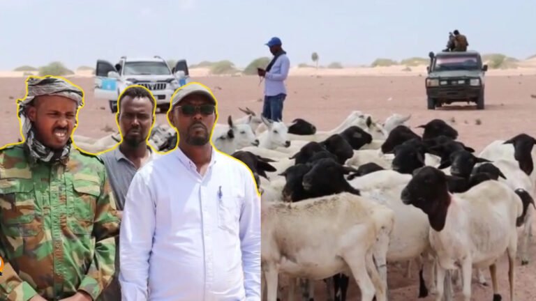 {DAAWO MUUQAALKA} deeq xoolaa oo la gaarsiyay ciidanka furimaha joogo.