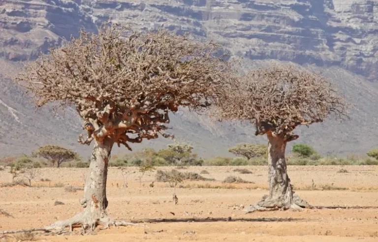Cilmi baaris: Geed Soomaaliya ka baxa oo la ogaaday inuu wax ka taro la dagaallanka kansarka