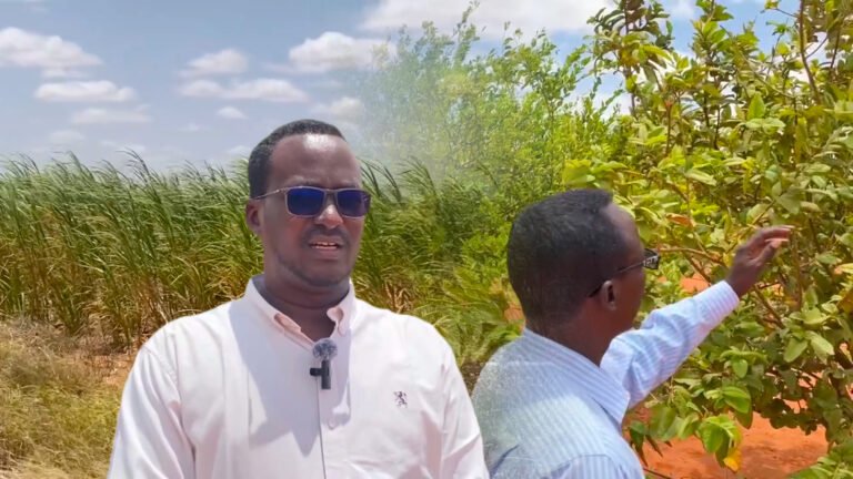 {DAAWO MUQAALKA}  Waa sidee xaalada beeralayda deegaanada ku dhow magaalada Gaalkacyo?