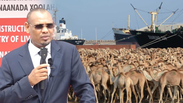 {DAAWO MUQAALKA} Wasiirka xanaaannada xoolaha’ dhawaan waxaan bilaabi doonaa dhoofinta Xoolaha”