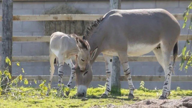 Rare Somali wild ass foal born at safari park
