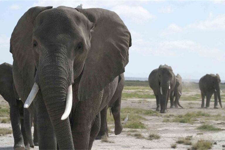 Nigeria unveils first national protection plan for endangered elephants