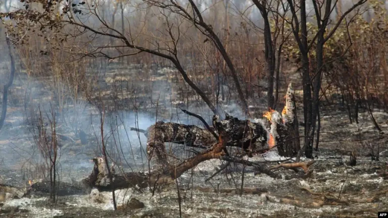 New EU deforestation regulations a challenge for Namibian farmers.