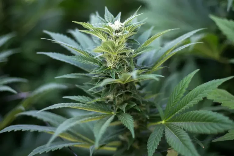 Nin xaaskiisii hore si loo xidho gaadhiga xashiish u dhexgeliyay oo isagii la xidhay