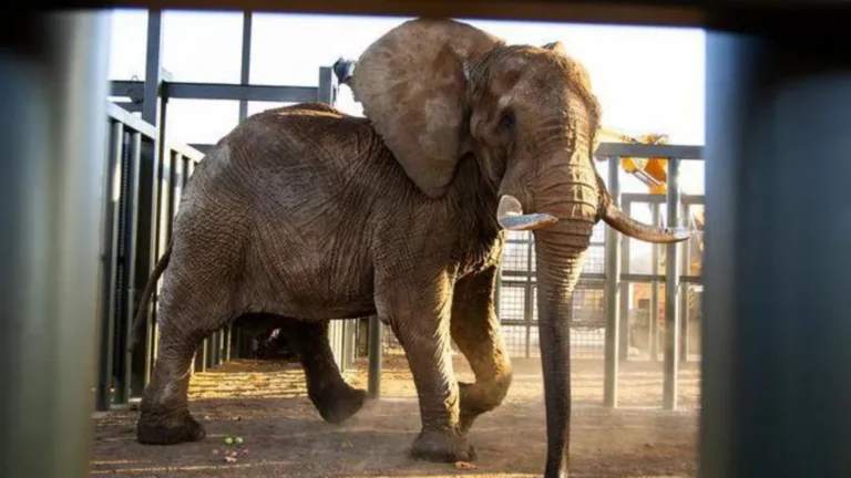 South Africa’s last zoo elephant freed after 40 years