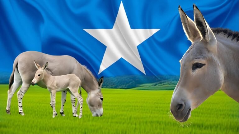 {DAAWO MUQAALKA} Dameer duureed asal ahaan laga helo Soomaaliya oo Dunida kasoo Dabar Go’ayo.