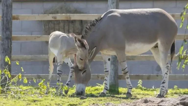 Dameer Loogu Magac Daray Soomali oo Dunida Ka Dabar Go,i Rabo
