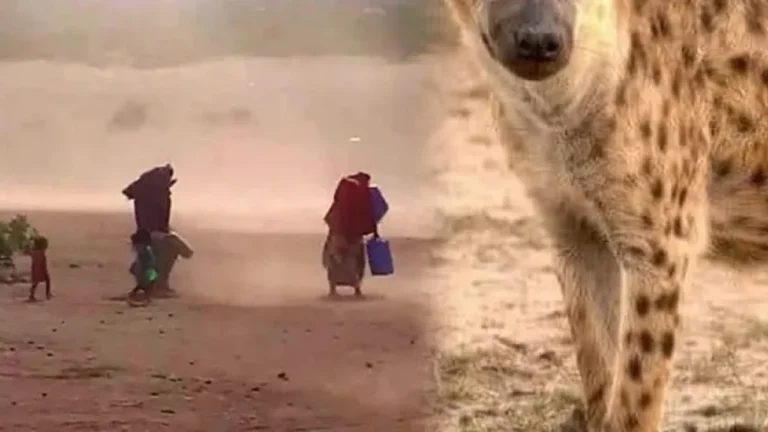 {DAAWO MUQAALKA} Dadka ku nool qeeybo kamid ah Puntland oo Cabasho ka Muujinaya waraabe Dad Cun ah.