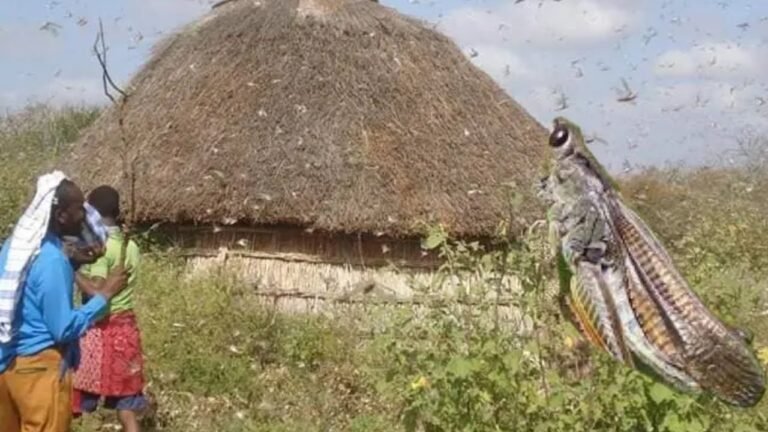 {DAAWO MUUQAALKA} Fariinta Wacyigalinta Waxyeelada Anyaxa ee Soomaaliya.