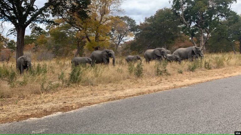 Drought-stricken Zimbabwe proposes culling elephants to address food shortages