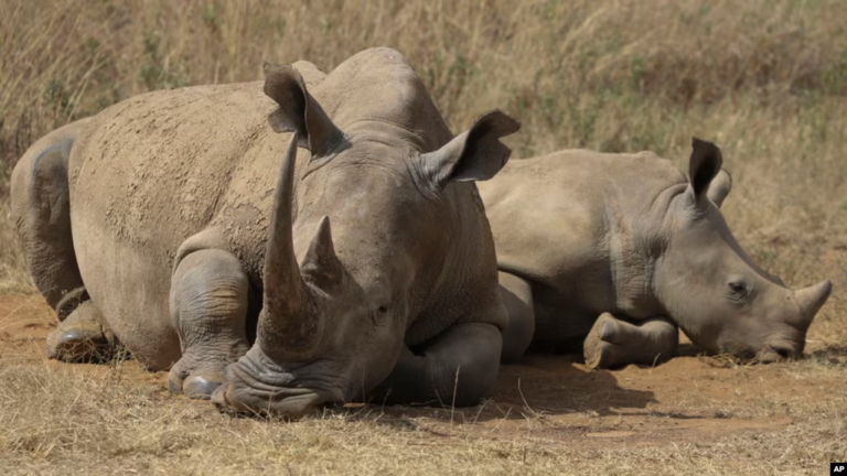 Rhino numbers are up a bit, but poaching has increased, too