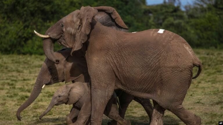 Kenya relocates 50 elephants to larger park, a sign poaching is under control.