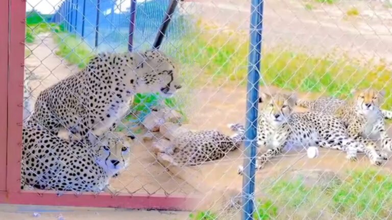 {DAAWO MUUQAALKA} Maxaad Kala Socotaa Xarunta Soomaliland Loogu Daryeelo Haramcadka.