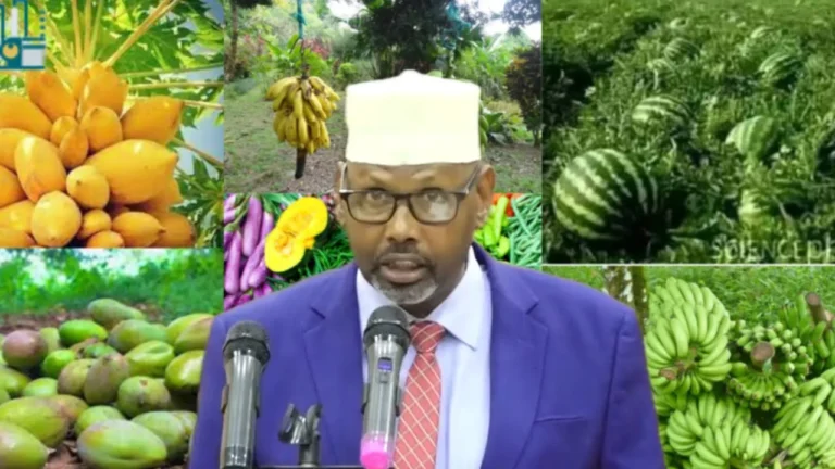 {DAAWO MUUQAALKA} Caqabadaha Haaysto wax soo saarka Soomaaliya oo la shaaciyay.