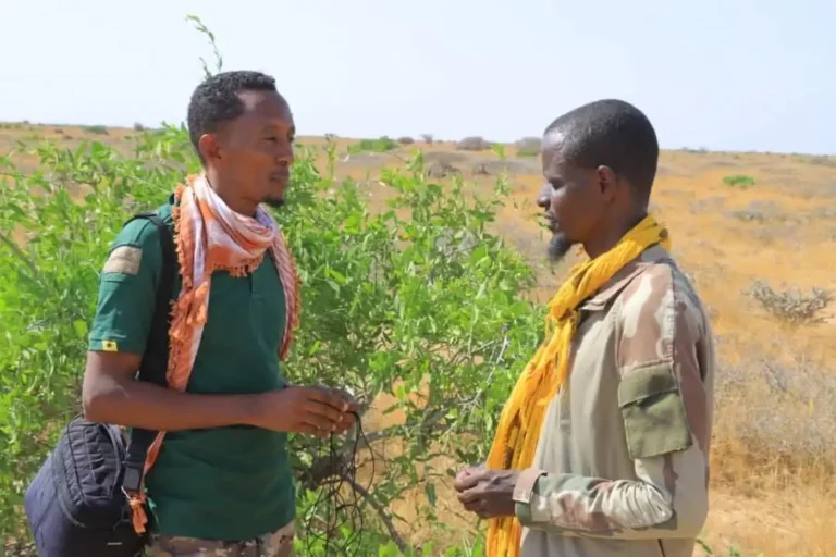 {DAAWO SAWIRADA} Xubin ka Tirsanaa AS oo Isku Soo Dhiibay Ciidanka Doowladda