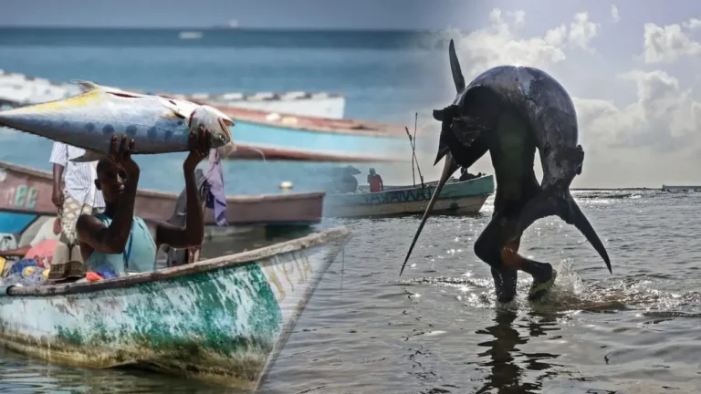 {DAAWO MUQAALKA} Faah Faahin Dhalinyaro kaluumaysato Ah oo Kabaxay xeebaha Muqdisho oo lagu layhay badweynta