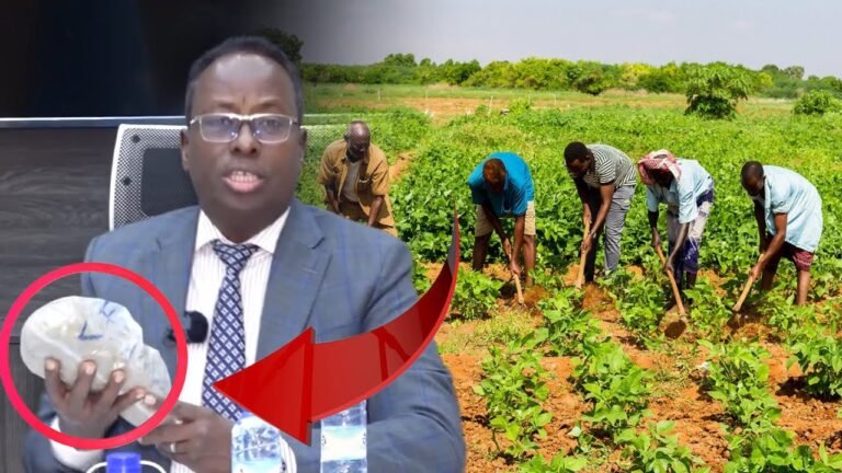 {DAAWO MUQAALKA}  DFS Oo Shaaicay Tiradii ugu badneeyd ee Lagu Hubinayo Nafaqada Beeraha.