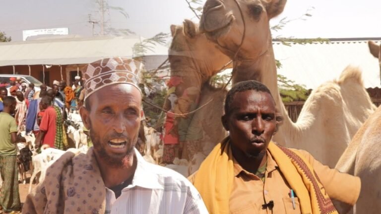 {DAAWO MUUQAALKA} Waa Sidee Dhaq dhaqaaqa Ganacsiga Xoolaha Suuqyada Dagmada Halgan