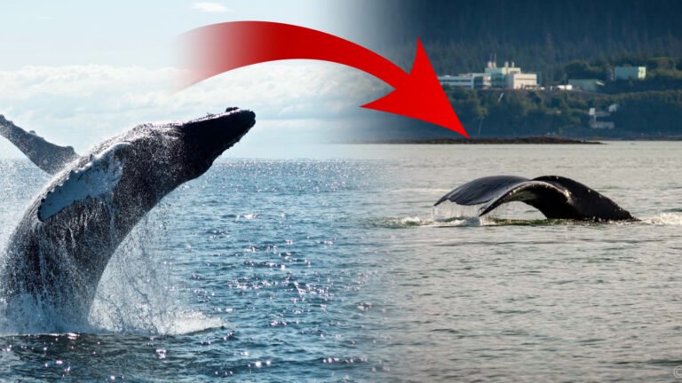 {DAAWO MUUQAALKA} Qof Nibiri Bada ku Laqay Ma Badbaadi Karaa.?