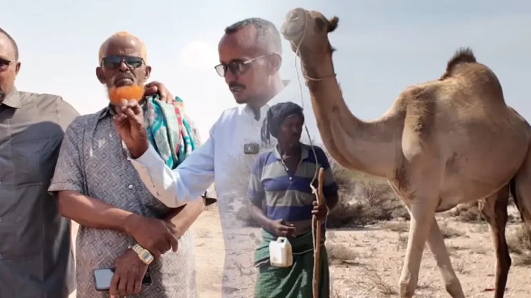 {DAAWO MUQAALKA} Deeq Xoola ah oo la Gaarsiiyey Ciidamada ku sugan Furimaha Dagaalka.