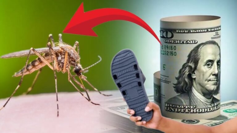 {DAAWO MUUQAALKA} Maxay tahay Abaal marinta loo Ballan qaaday qofkii Dilo Kaneeco.?