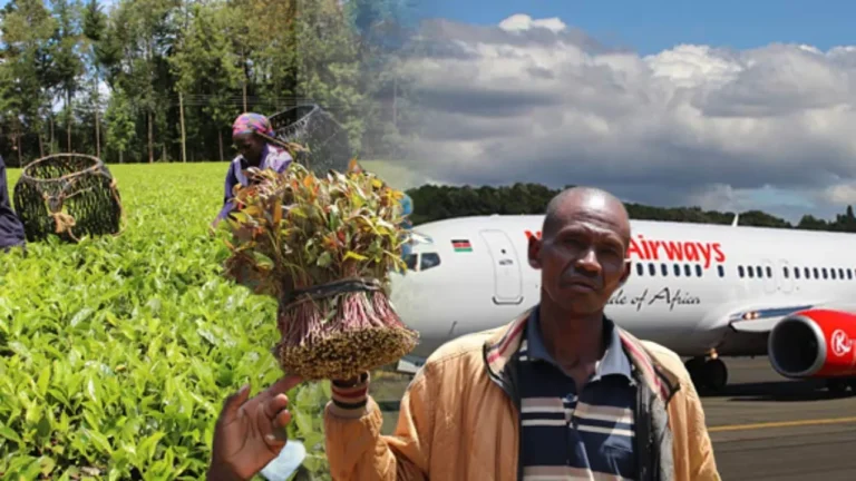 {DAAWO MUUQAALKA} Beeralayda Qaadka Kenya oo dalbaday in la kordhiyo qiimaha Jaadka loo dhoofiyo Soomaaliya