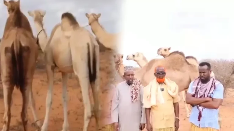 {DAAWO MUQAALKA} Odayaal dhaqan oo ku sugan kenya oo Xoolo ugu Deeqay Ciidamada Macawiisleeyda.