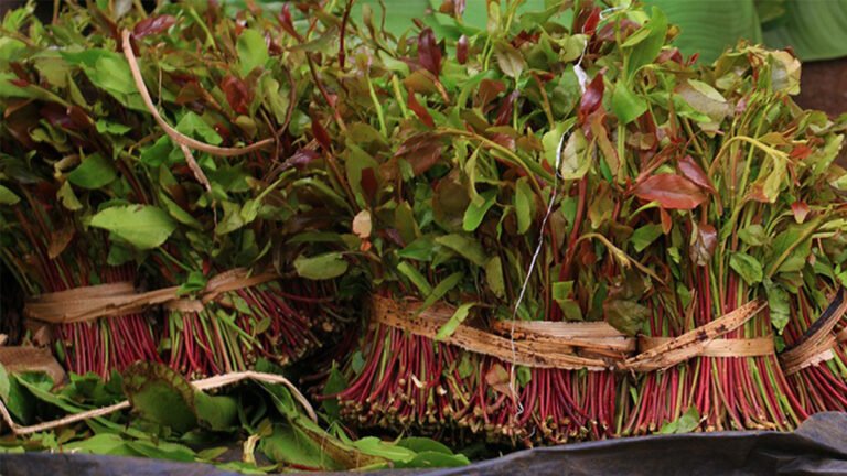 Maxaa ka Jiro in Ciidanka Puntland laga Mamnuucay Qaad?