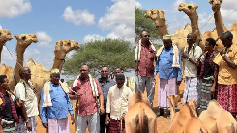 {DAAWO MUQAALKA} Beesha Maxamed Cali oo deeq xoolaha ah ku wareejisay ciidamada degaanka