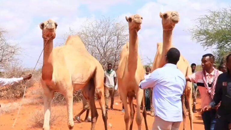 {DAAWO MUQAALKA} Deeq xoola ah oo la gaarsiiyay Furimaha dagaalka Aboorey