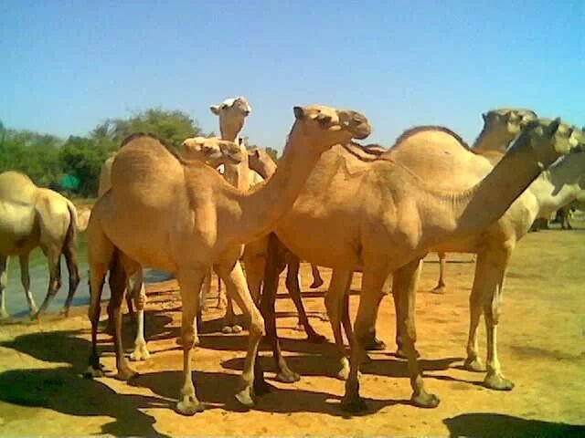 Ciidamada Deegaanka oo qabtay geel loo waday kooxda AS.