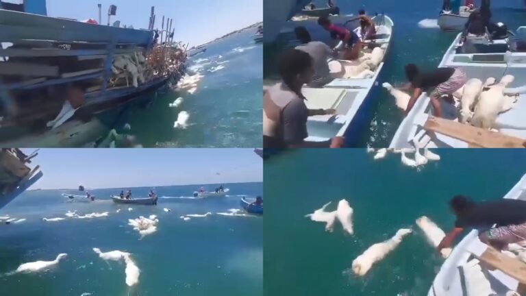 {DAAWO MUQAALKA}  Markab Siday Xoolo Soomaaliya laga qaaday oo Bada Yaman ku dagay.