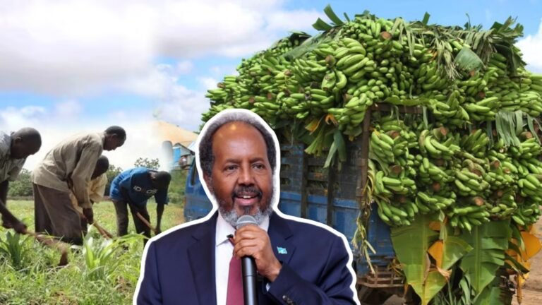 {DAAWO MUQAALKA} Qaabka Dadka soomaaliyeed ay wax u beertaan oo la badalayo.