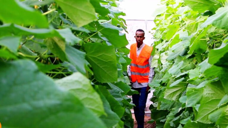 {DAAWO MUUQAALKA} Maxaa keenay in Baladweyne laga sameeyo Beeraha Green House ah.?