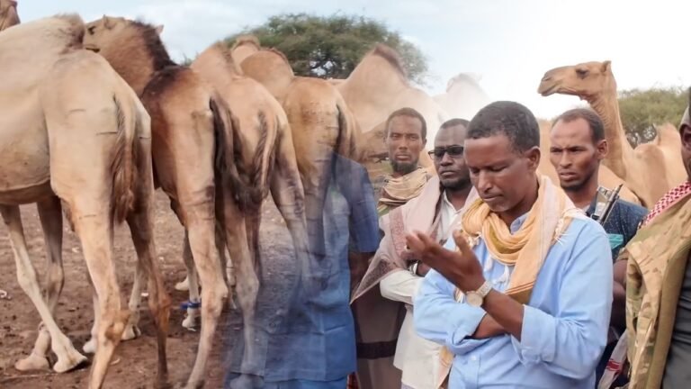 {DAAWO MUUQAALKA} Gurmad la Gaarsiiyay Macawiisleeyda Xawaadle