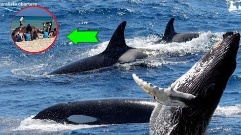 {DAAWO MUQAALKA}   Nibiri ku soo Caariyey Xeebaha Puntland.