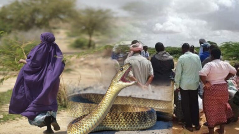 {DAAWO MUUQAALKA} Dhacdo Xanuun badan.”Labo Gabdhood oo walaalo ah uu Mas ku Cunay Galmudug