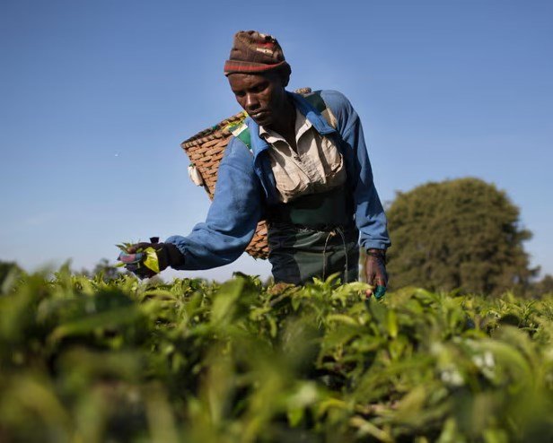 Kenya tells tea factories to cut ties with Rainforest Alliance due to costs.