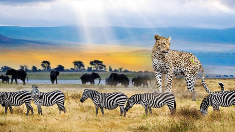 {DAAWO MUUQAALKA} Soomaaliya ka qeyb gashay shur looga hadlayey Daryeelka Duur joogta