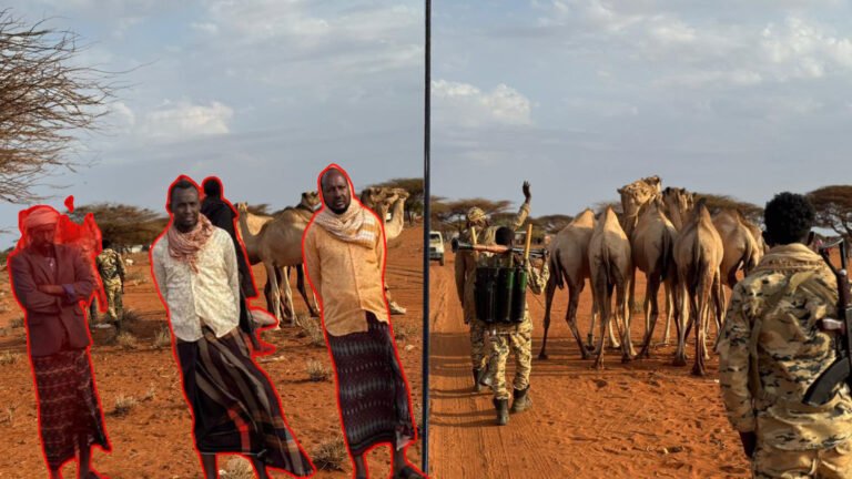 {DAAWO MUUQAALKA} Ciidamada Galmudug oo Gacanta ku dhigay Geel lasoo dhacay iyo Ragii waday.