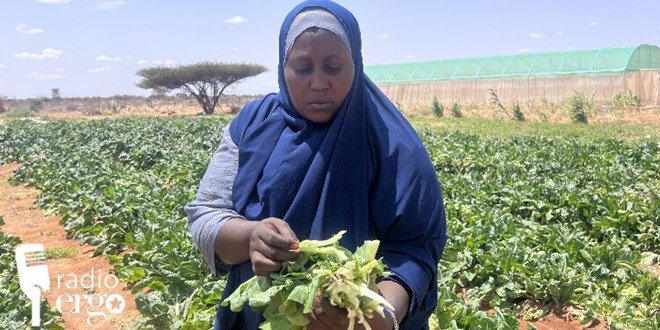 Destitute pastoralists succeed in farming in Galgadud.