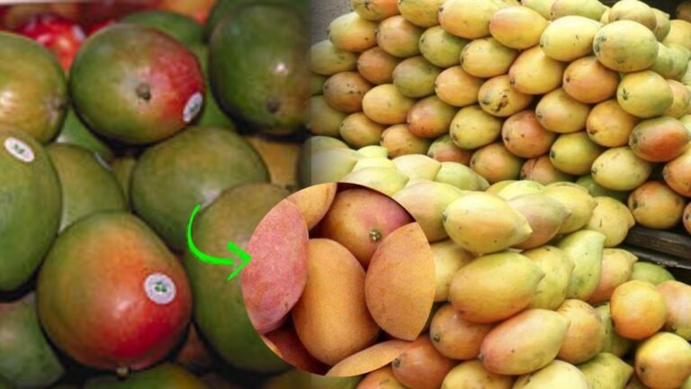 {DAAWO MUQAALKA} Maxaa Ka Dhaxeeyo cunista cambaha iyo dadka qaba cudurka macaanka?be