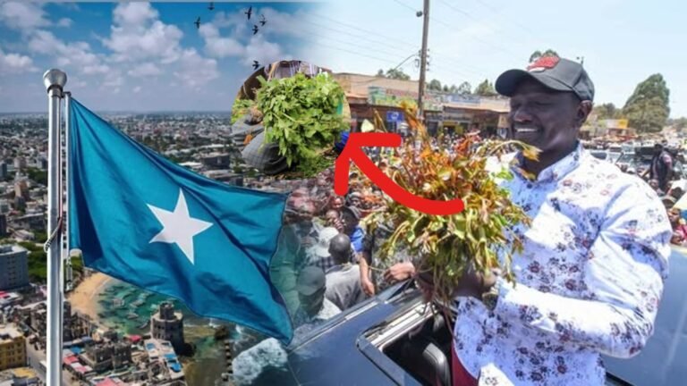 {DAAWO MUQAALKA} Kenya oo Suuq Cusub oo Qaadka ah Soomaaliya ka Raadineeyso.