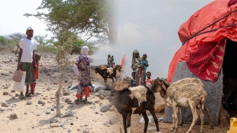 {DAAWO MUQAALKA} Saameeyn Adag oo ka dhalatay Abaarta ku Dhufatay Gobolka Awdal.