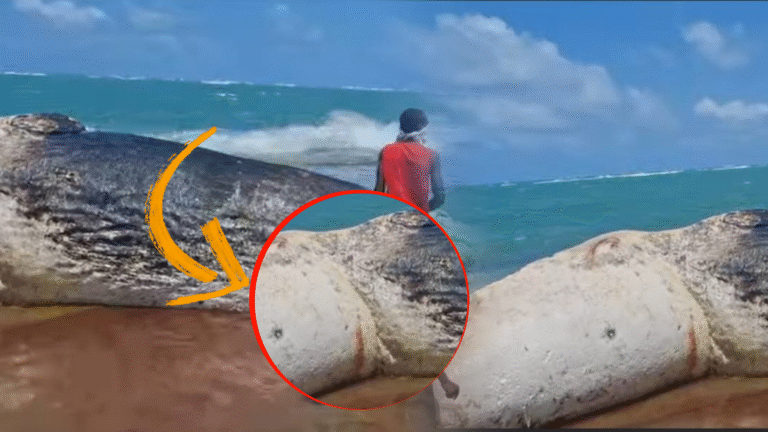 {DAAWO MUUQAALKA} Nibiri kusoo caariyey Xeebaha Kismaayo iyo Shacabka oo canbar ka baaraya.