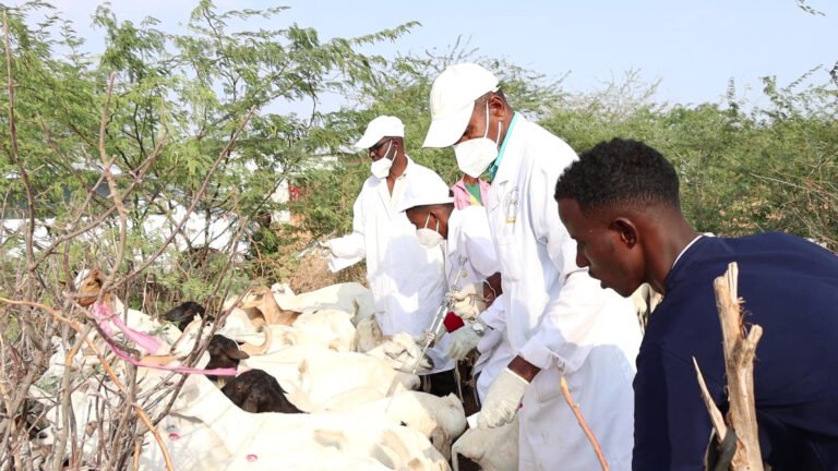 {DAAWO SAWIRADA} 40 Tuulo oo Baladweyne ku taalla oo laga Wado Daaweeynta Xoolaha Si Bilaasha ah.