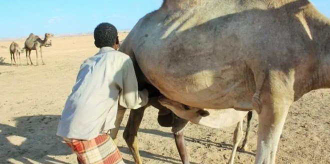 Mudug pastoralists rent out camels to milking ranches to save their livelihoods