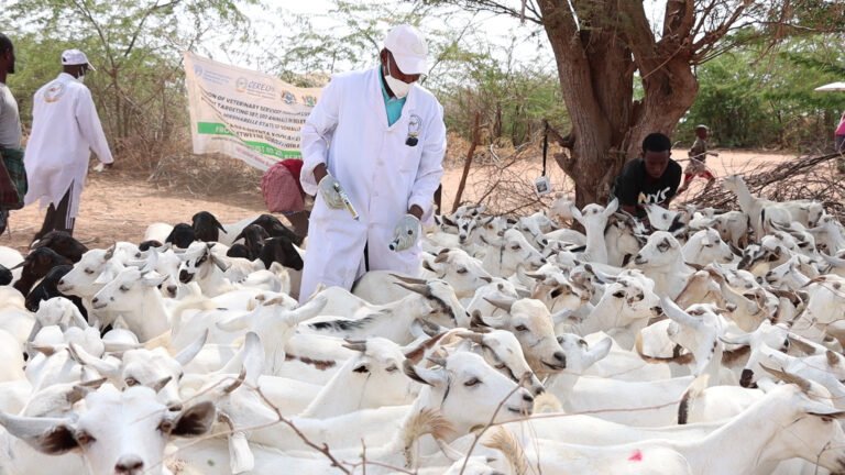 {DAAWO MUQAALKA} 40 Tuulo oo Baladweyne ku taalla oo laga Wado Daaweeynta Xoolaha Si Bilaasha ah.