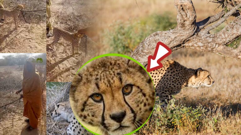 {DAAWO MUQAALKA} Maxey Warbaahinada dalka keynya uhadal Hayaan Hooyadaan Soomaaliyeed.?