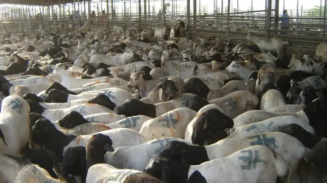 Soomaaliya oo heshay fursad ay dhaqaale badan uga heli karto dhoofinta Xoolaha nool ee loo iibgeeyo Khaliijka